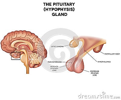 Hypophysis, Pituitary gland Vector Illustration