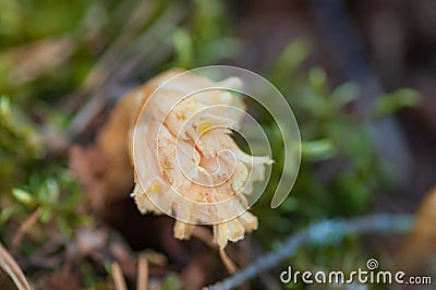 Hypopitys monotropa, selective focus, Dutchman's Pipe, Yellow Bird's-nest or Pinesap, myco-heterotroph Stock Photo