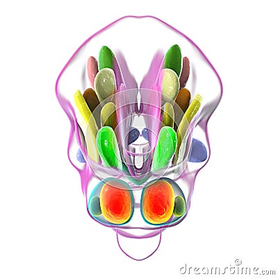 Hypothalamic nuclei, 3D illustration Cartoon Illustration