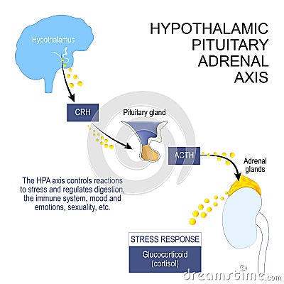 Hypothalamic pituitary adrenal axis Vector Illustration