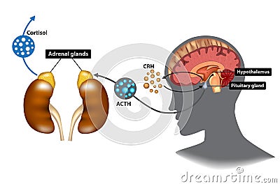 Hypothalamic-pituitary-adrenal HPA axis Vector Illustration