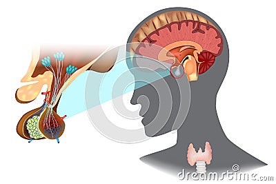 Hypothalamic-pituitary thyroid axis Vector Illustration