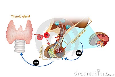Hypothalamus Pituitary Thyroid Hormone Vector Illustration