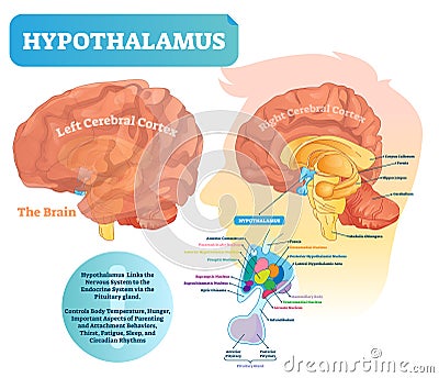 Hypothalamus vector illustration. Labeled diagram with brain part structure Vector Illustration