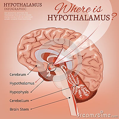 Hypothalamus Vector Image Vector Illustration