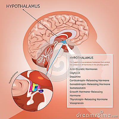 Hypothalamus Vector Image Vector Illustration