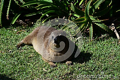 Hyrax or Dassie, Tsitsikamma National Park, South Africa Stock Photo