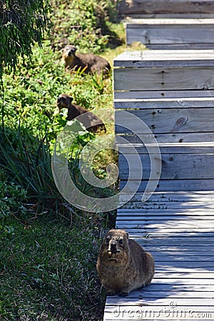 Hyrax or Dassie, Tsitsikamma National Park, South Africa Stock Photo