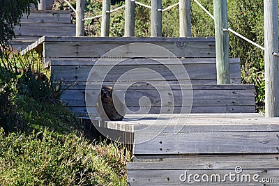 Hyrax or Dassie, Tsitsikamma National Park, South Africa Stock Photo