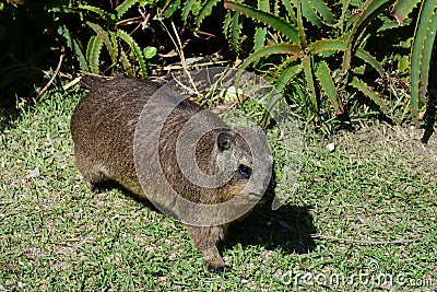 Hyrax or Dassie, Tsitsikamma National Park, South Africa Stock Photo