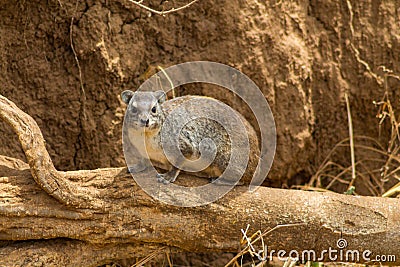 Hyrax small animal sitting on a dry tree branch Stock Photo