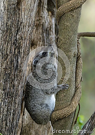 Hyrax a well-furred rotund animal, Masaimara, Africa Stock Photo