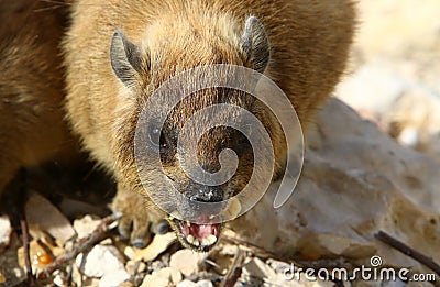 Hyraxes sit on hot rocks on the Mediterranean coast Stock Photo