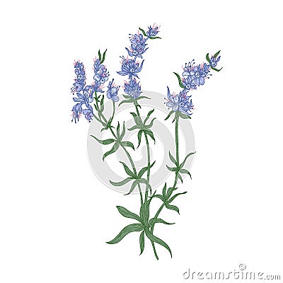 Hyssop flowers or inflorescences isolated on white background. Detailed drawing of wild aromatic perennial herbaceous Vector Illustration