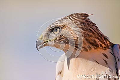 I believe a sharp-shinned juvenile hawk portrait - close up - at Hawk Ridge Bird Observatory in Duluth, Minnesota during Fall migr Stock Photo