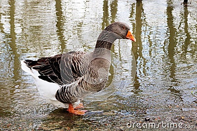 Duck angry ugly duckling in a bad mood Stock Photo
