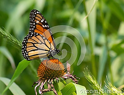 Pretty little monarch butterfly on top of purple coneflower in a field Stock Photo
