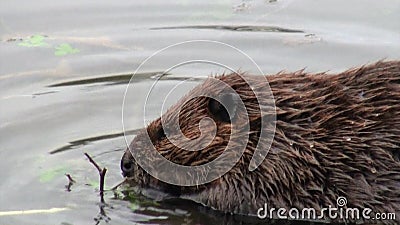I castori mangiano in dighe dell'acqua su fondo dei ceppi e degli alberi asciutti in Ushuaia stock footage I castori mangiano in dighe dell'acqua su fondo dei ceppi e degli alberi asciutti in Ushuaia stock footage