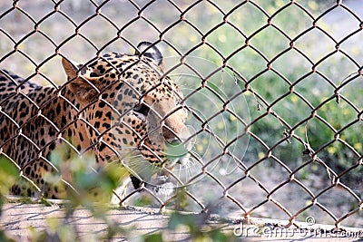 Jungle cat roaming around for hunting Stock Photo