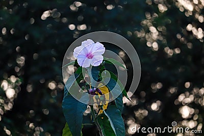 I don& x27;t believe in picking every flower I find in the woods Stock Photo