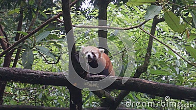 I found a beautiful panda in a forest and it has white spots which looks so beautiful. Stock Photo