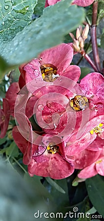 Beautiful flowers with Crystal drops of water Stock Photo