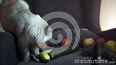 I gatti sono interessati alle verdure Riprese in borsa Due gatti si sono interessati alle verdure piegate e le hanno annusate I gatti sono interessati alle verdure Riprese in borsa Due gatti si sono interessati alle verdure piegate e le hanno annusate