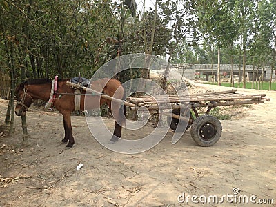 Horse Carts Stock Photo