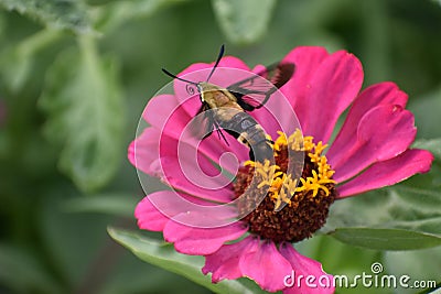 Moth in flight from a zinnia flower that`s missing peddles Stock Photo