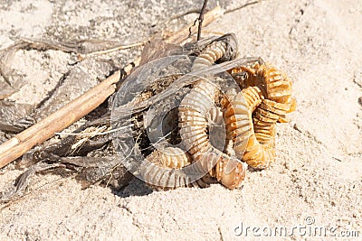 I love this picture of a knobbed whelk egg case sitting here in the sand at the beach. This beach was at Cape May New Jersey. Stock Photo