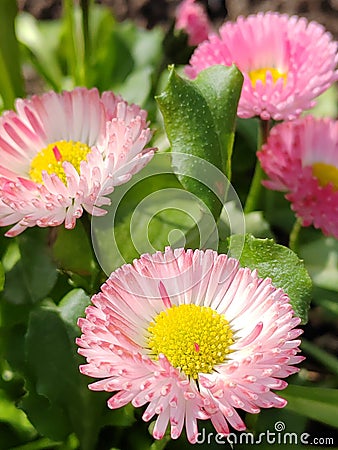 I really love spring for its brightness and variety. Daisies Stock Photo