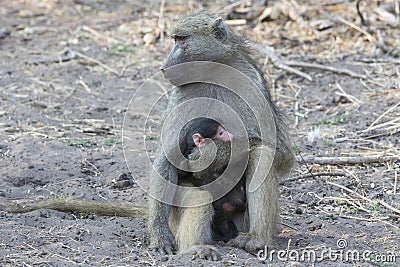 I love you mommy Stock Photo