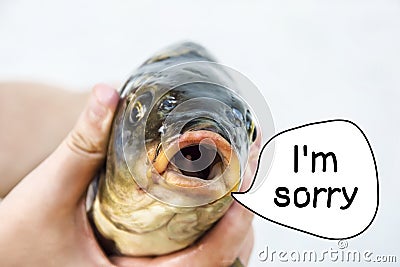 I`m sorry. river fish carp close head, eyes, mouth says Stock Photo