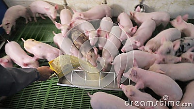 I maiali mangiano cibo spingendosi l'un l'altro in un allevamento di maiali Suini che mangiano da una mangiatoia video d archivio I maiali mangiano cibo spingendosi l'un l'altro in un allevamento di maiali Suini che mangiano da una mangiatoia video d archivio