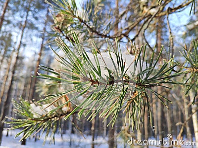 Pine branch in the snow Stock Photo