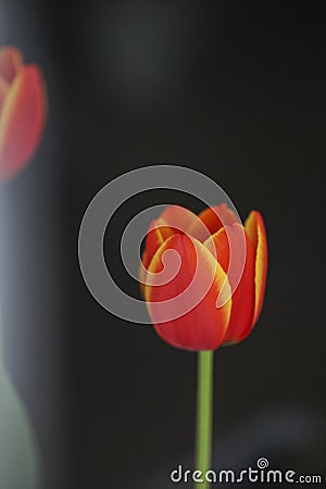 I saw a beautiful noble elegant red tulip Stock Photo