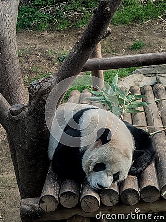 Sleeping Panda in the Wild Stock Photo