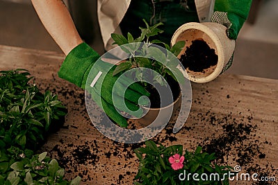 I spend most of my days potting away. an unrecognizable florist potting plants inside her store. Stock Photo