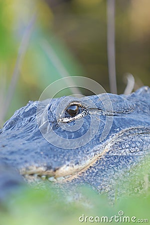 I Spy With My Gator Eye Stock Photo