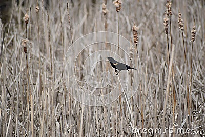 Red Winged Black Bird on the Pond Stock Photo