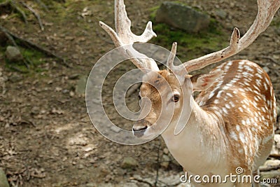 I am too sexy, FALLOW DEER at deer forest at Southwicks zoo mendon ma Stock Photo