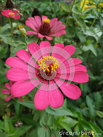 Pink flowers in kiram village Stock Photo