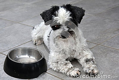 I am waiting! Little dog and empty feeding dish Stock Photo