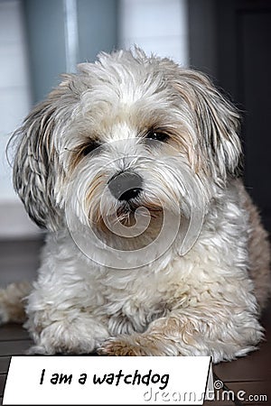 I am a dangerous watchdog, wannabe havanese dog Stock Photo