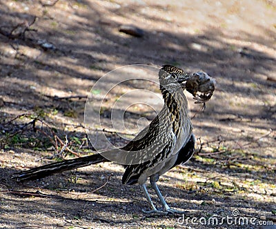 Roadrunner with prey. A true modern day velociraptor Stock Photo