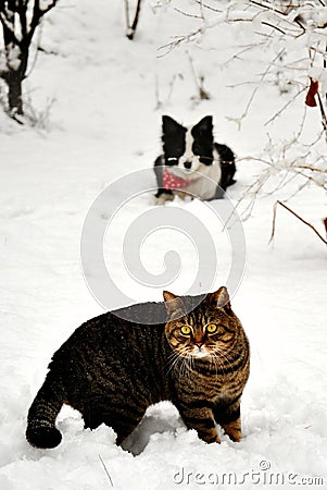 Cats and dogs in the snow Stock Photo