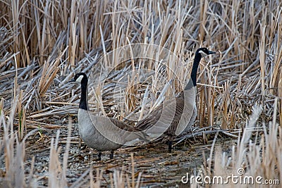 I will not speak to you Canadian geese turn backto back in the wetlands Alberta Stock Photo