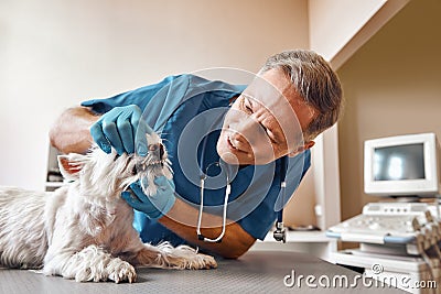 I won`t hurt you. Kind veterinar checking teeth of a small dog lying on the table in veterinary clinic. Pet care concept Stock Photo