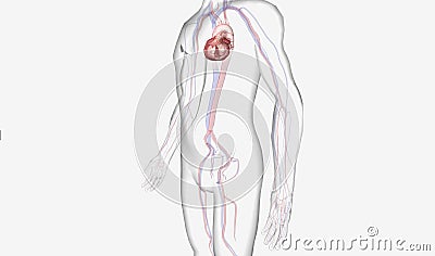 An intra-aortic balloon pump is a flexible tube attached to an inflatable balloon Stock Photo