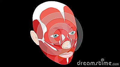Iayers of facial muscles. The structure of the muscles of the face Stock Photo
